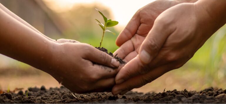une main d'enfant et une main d'adulte qui font pousser une plante